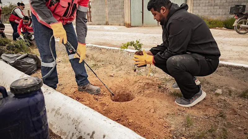 Reforestación en Mazapil apuesta por la biodiversidad